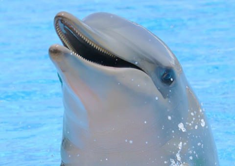 Dolphins are rapists. They've been known to bump fish into underwater caves and rape then to death.