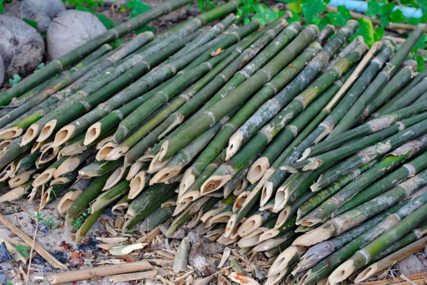 A bamboo shoot is strong enough to penetrate flesh.
