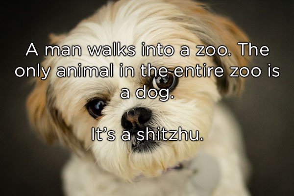 horrible jokes - A man walks into a zoo. The only animal in the entire zoo is a dog. It's a shitzhu.