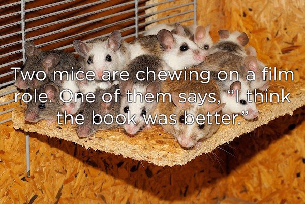 mice in a house - Two mice are chewing on a film role. One of them says, "lothink the book was better.