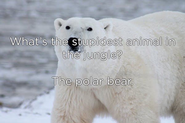 What's the stupidest animal in the jungle? The polar bear.