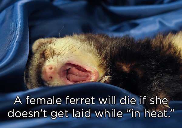 'A female ferret will die if she doesnt have sex while in heat'
