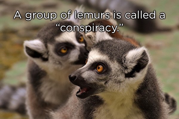 'A group of lemurs is called a conspiracy'