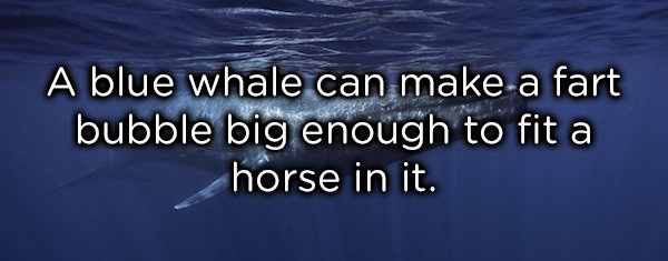 'A blue whale can make a fart bubble big enough to fit a horse in it'