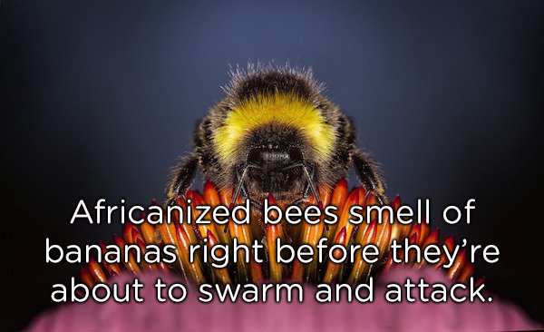 'Africanized bees smell of bananas right before they're about to swarm and attack'