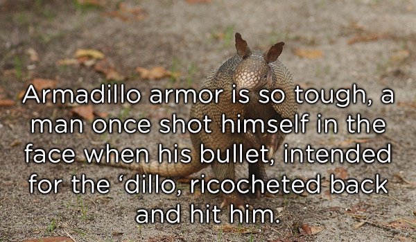 'Armadillo armor is so tough a man once shot himself in the face when his bullet, intended for the armadillo richocheted back and him him'