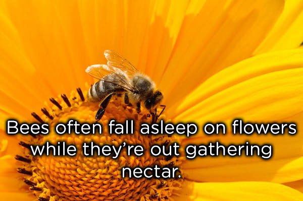 'bees often fall asleep on flowers while they're out gathering nectar'