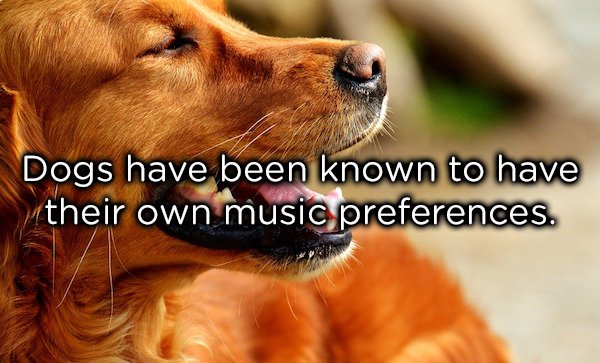 'dogs have been known to have their own music preferences'