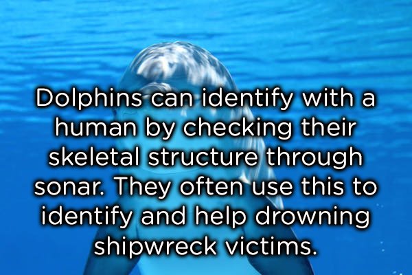 'dolphins can identify a human by checking their skeletal structure through sonar. They often use this to identify and helping drowning shipwreck victims'