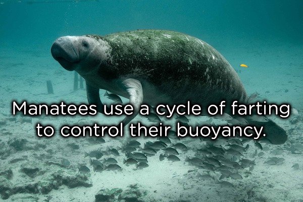 22 Strange Animal Facts That Will Leave You Asking WTF?