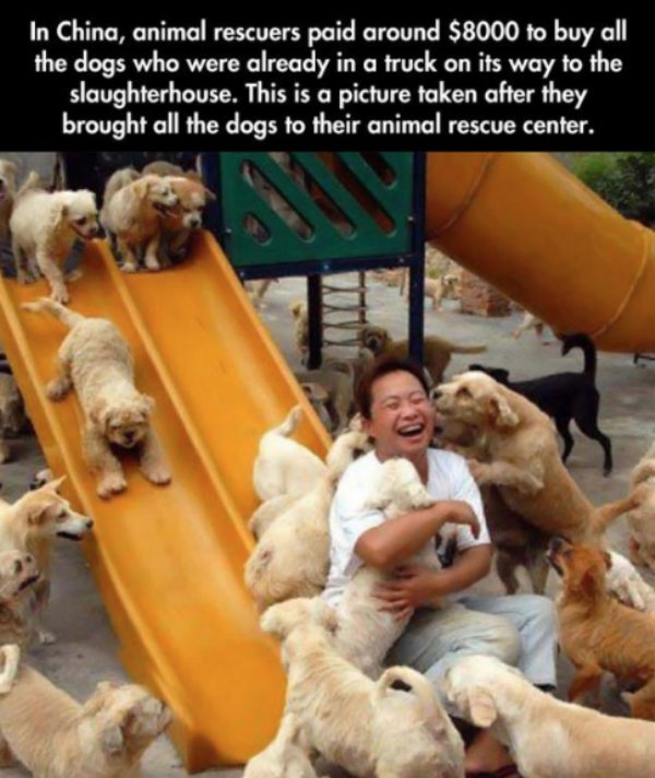 chinese dog rescue - In China, animal rescuers paid around $8000 to buy all, the dogs who were already in a truck on its way to the slaughterhouse. This is a picture taken after they brought all the dogs to their animal rescue center.