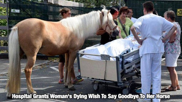 heartwarming - 9 Hospital Grants Woman's Dying Wish To Say Goodbye To Her Horse