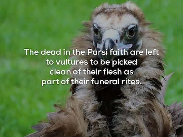 Vulture - The dead in the Parsi faith are left to vultures to be picked clean of their flesh as part of their funeral rites.