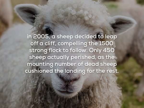 happy saint patrick's day sheep - in 2005, a sheep decided to leap off a cliff, compelling the 1500 strong flock to . Only 450 sheep actually perished, as the mounting number of dead sheep cushioned the landing for the rest.