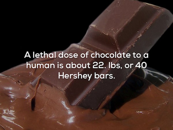 cadbury melted chocolate - A lethal dose of chocolate to a human is about 22. Ibs, or 40 Hershey bars.