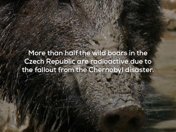 wild boar - More than half the wild boars in the Czech Republic are radioactive due to the fallout from the Chernobyl disaster.
