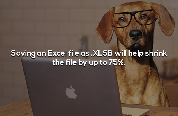 funny pets on computers - Saving an Excel file as .Xlsb will help shrink the file by up to 75%.