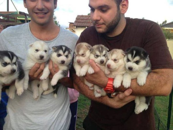 holding many puppies