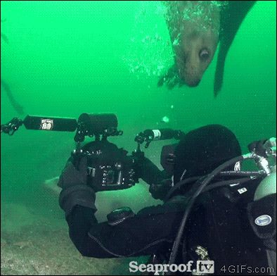 seal biting head gif - Seaproof.tv 4 GIFs.com