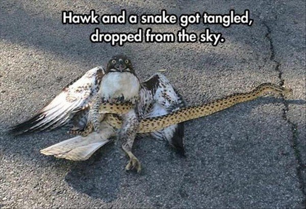 hawk snake - Hawk and a snake got tangled, dropped from the sky