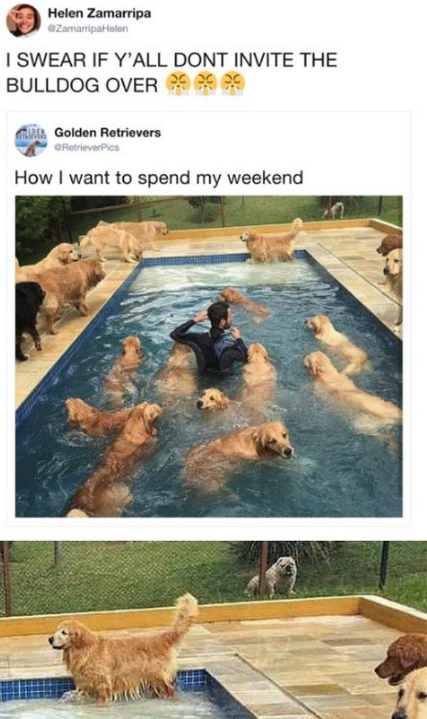 golden retriever swimming pool - Helen Zamarripa ZamarripaHelen I Swear If Y'All Dont Invite The Bulldog Over 29 eg eg Mm Golden Retrievers RetrieverPics How I want to spend my weekend