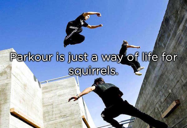 Parkour is just a way of life for squirrels.