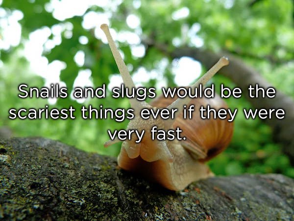 things to mess with your mind - Snails and slugs would be the scariest things ever if they were very fast.
