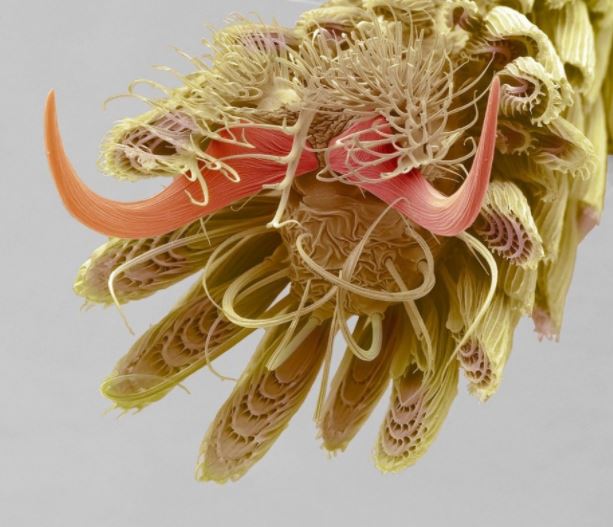 A mosquito's foot at 800X magnification.