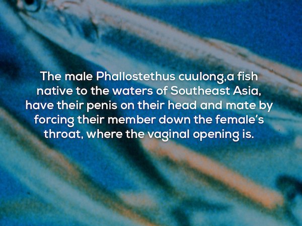 The male Phallostethus cuulong, a fish native to the waters of Southeast Asia, have their penis on their head and mate by forcing their member down the female's throat, where the vaginal opening is.