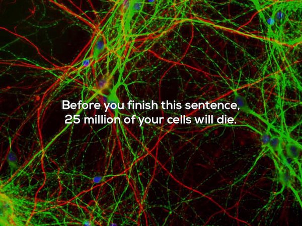 neuro genesis - Before you finish this sentence, 25 million of your cells will die.