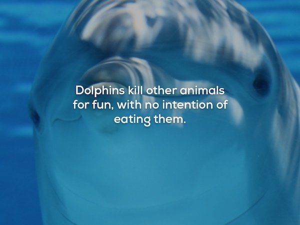 dolphin iphone - Dolphins kill other animals for fun, with no intention of eating them.