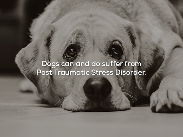 innocent dogs - Dogs can and do suffer from Post Traumatic Stress Disorder.