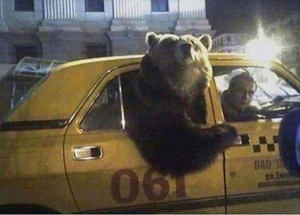 weird russia bear in a taxi - Yat