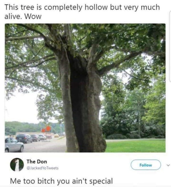 tree memes - This tree is completely hollow but very much alive. Wow The Don Yo Tweets Me too bitch you ain't special