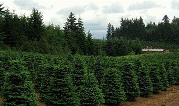In order for an artificial Christmas tree to be considered “green”, it would have to be used more than 20 years.