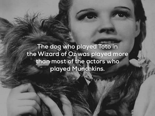 judy garland wizard of oz - The dog who played Toto in the Wizard of Oz was played more than most of the actors who played Munchkins.