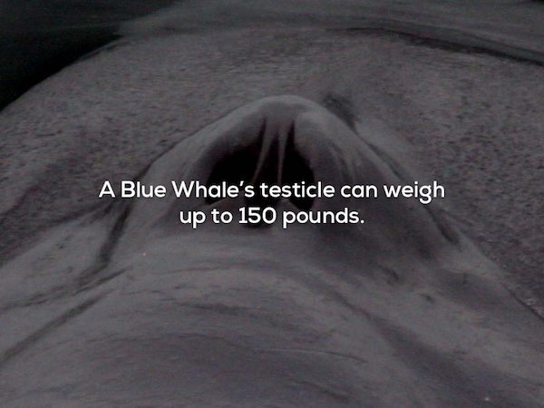sky - A Blue Whale's testicle can weigh up to 150 pounds.