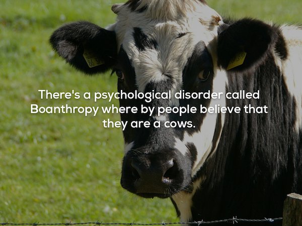 There's a psychological disorder called Boanthropy where by people believe that they are a cows.