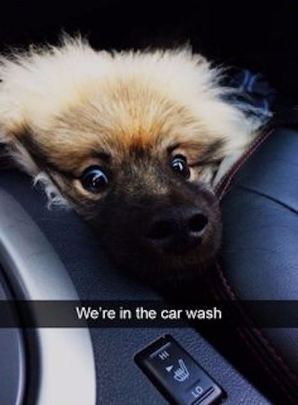 dog in car wash - We're in the car wash