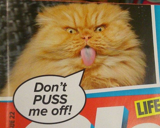 whiskers - Don't Puss me off! Life Sue 22