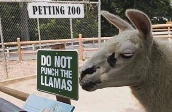 funny zoo - Petting 200 Do Not Punch The Llamas