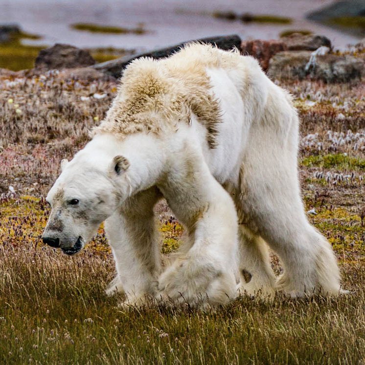 This is what a starving polar bear looks like