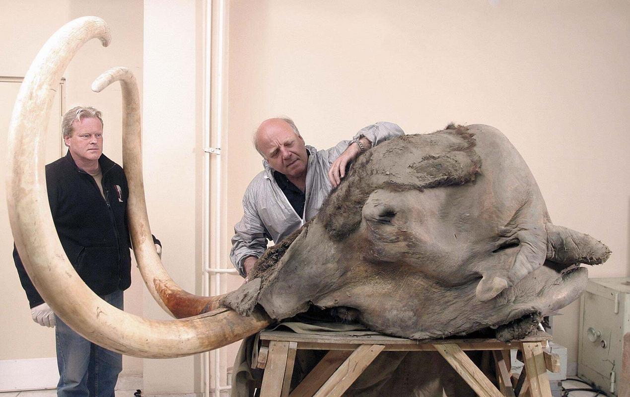 The most complete mammoth head ever found