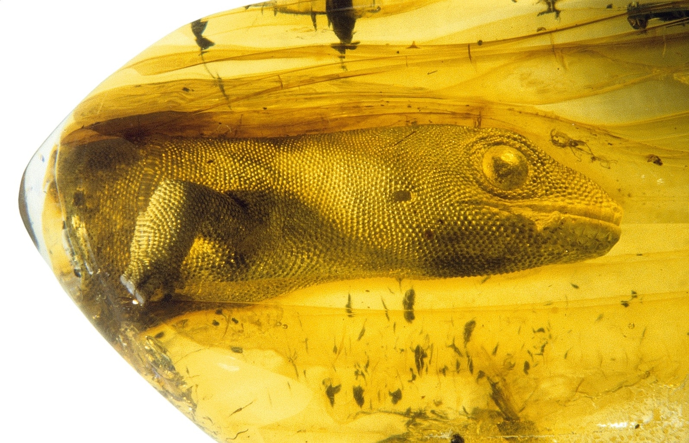 54 million year old gekko preserved in amber