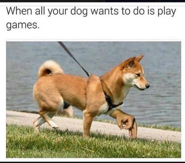 circle game meme hidden - When all your dog wants to do is play games.