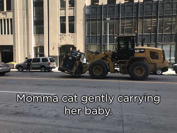 pun cats taking care of their young - Momma cat gently carrying her baby