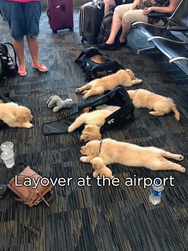pun oh no someone spilled their puppies - Layover at the airport