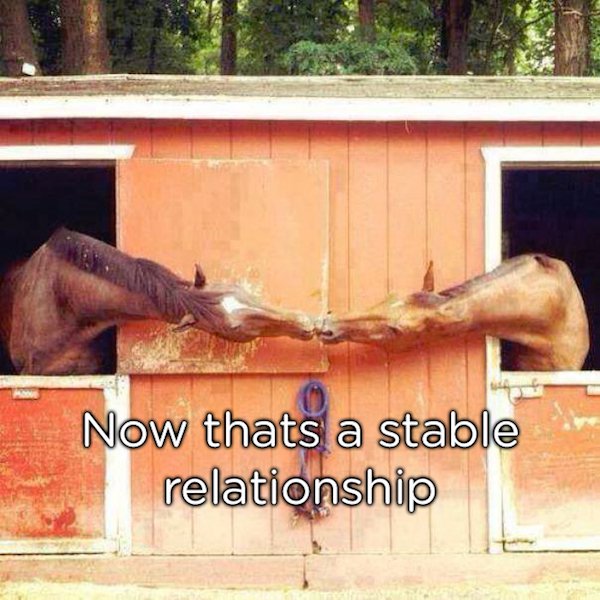 pun stable relationship horse - Now thats a stable relationship
