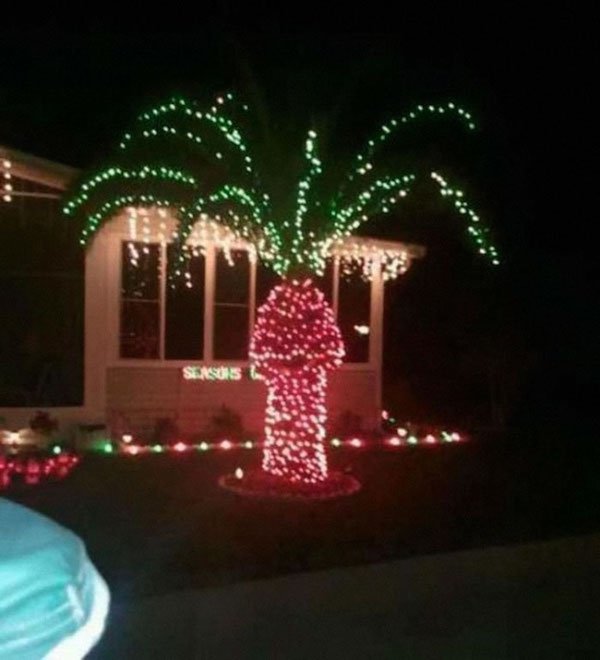 Christmas pics for dirty minds - christmas lights on a palm tree - Seasons