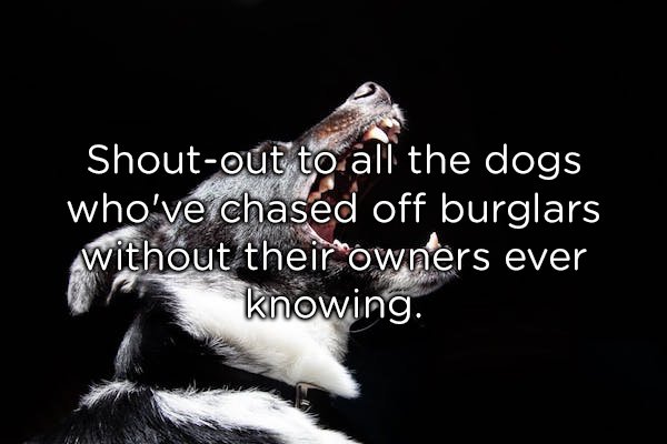 photo caption - Shoutout to all the dogs who've chased off burglars without their owners ever knowing.